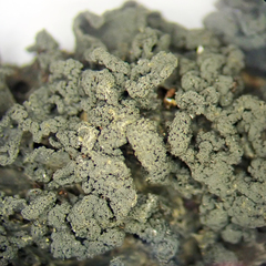 Leptogium coralloideum