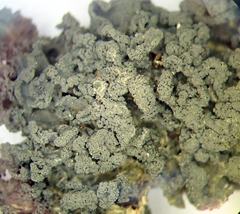 Leptogium coralloideum