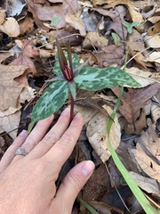Trillium ludovicianum