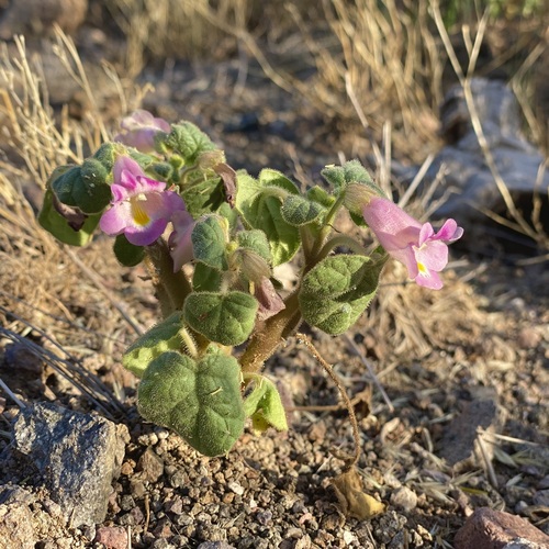 Doubleclaw (Proboscidea parviflora)