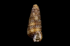 Cerithiopsis