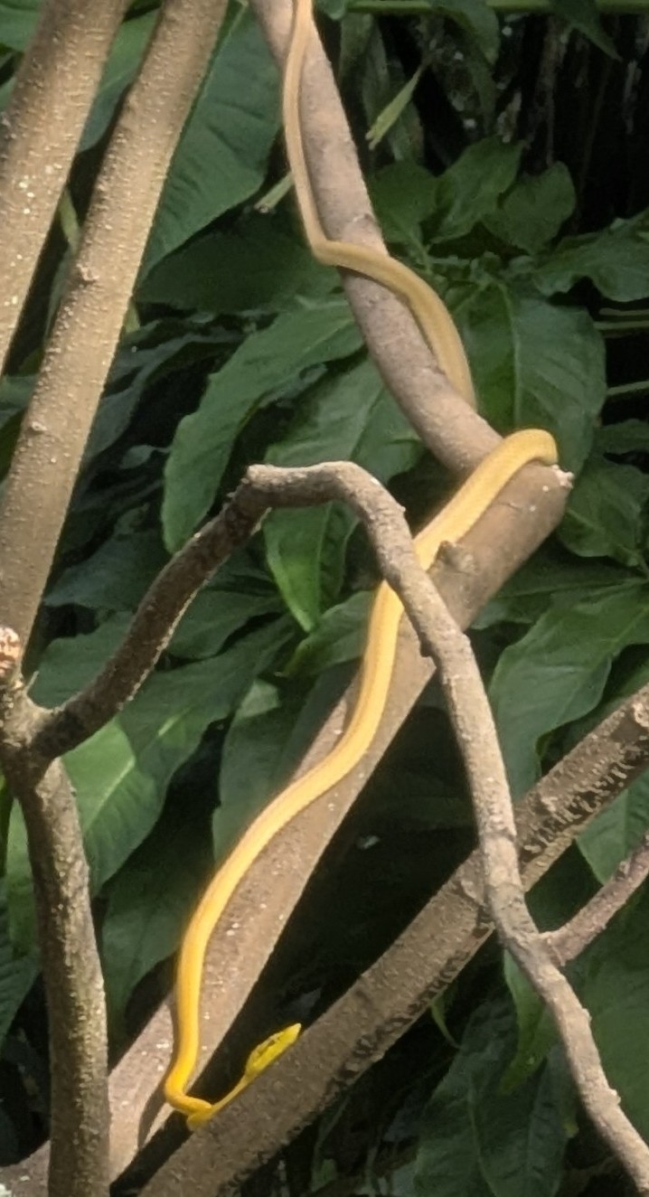 Roatan Vinesnake