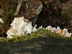 Hericium cirrhatum
