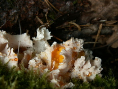 Hericium cirrhatum