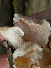 Hericium cirrhatum