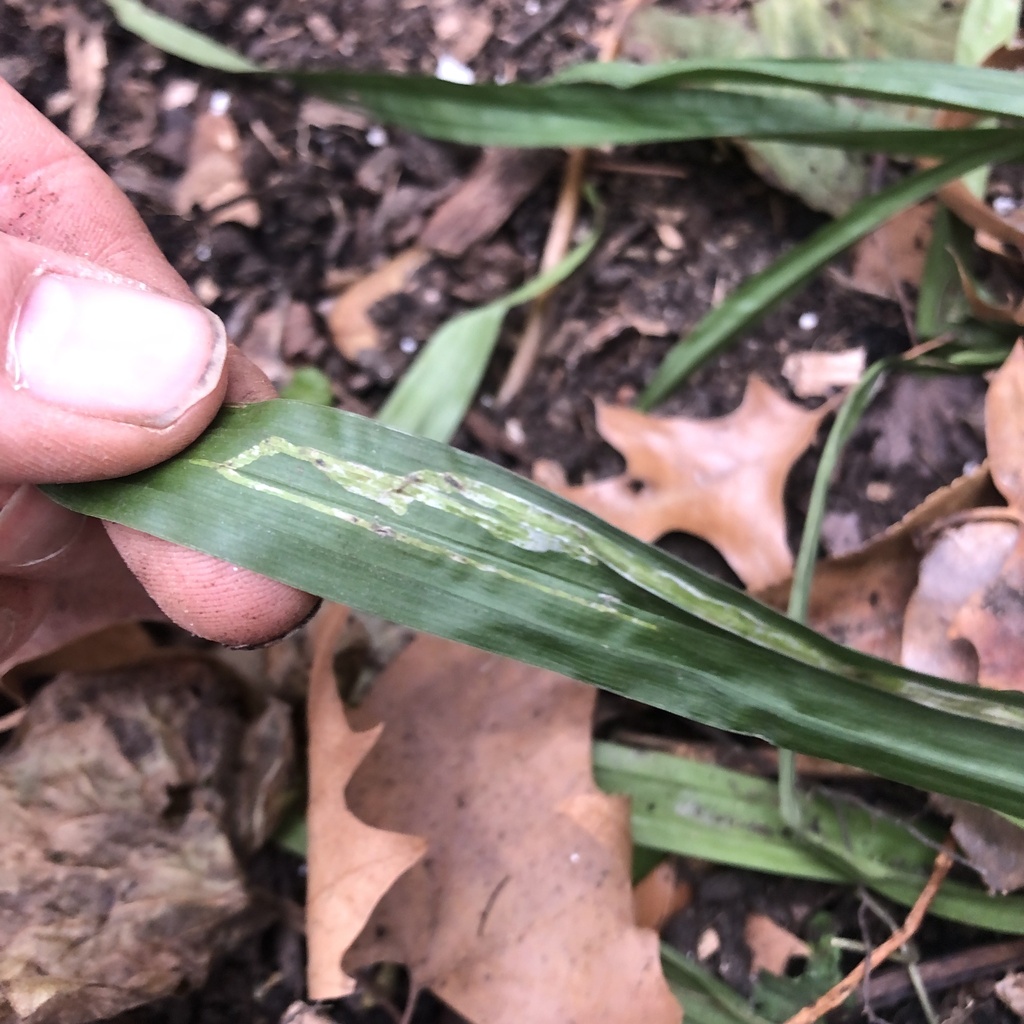 Elachista cucullata