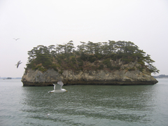 Larus crassirostris