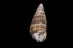 Cerithiopsis