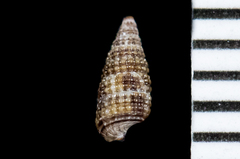 Cerithiopsis