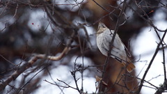Turdus ruficollis