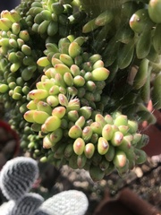 Sedum lucidum