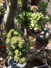 Sedum lucidum