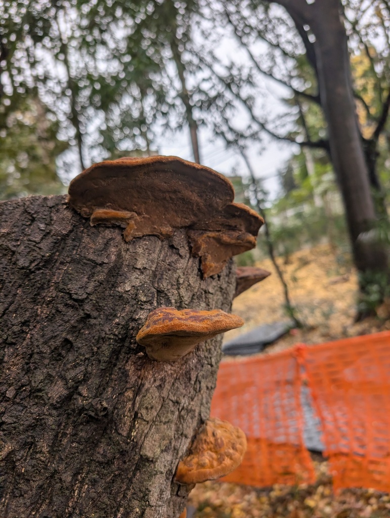 Fuscoporia gilva · December 2025 · photo: © atsushi_nakajima_cirque (iNaturalist, cc-by)