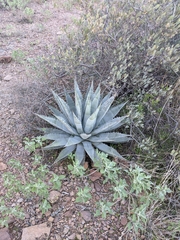 Agave simplex