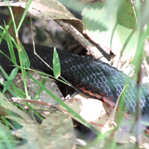Red-bellied Black Snake sighting