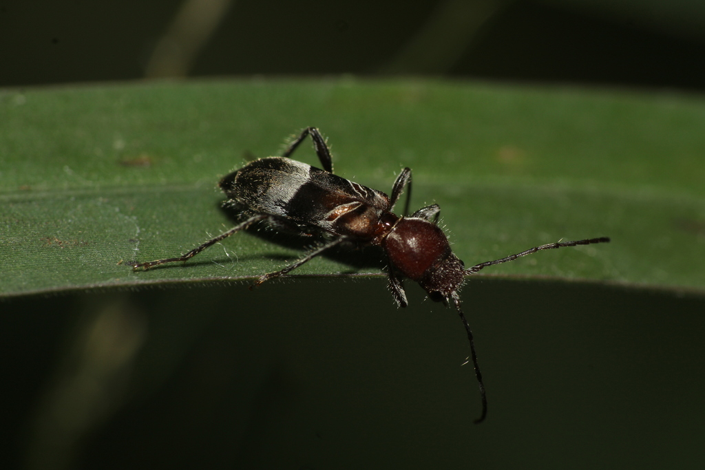 Tilloclytus haematocephalus