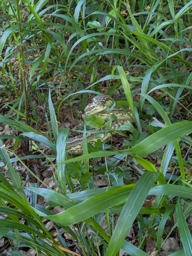Coastal Carpet Python sighting