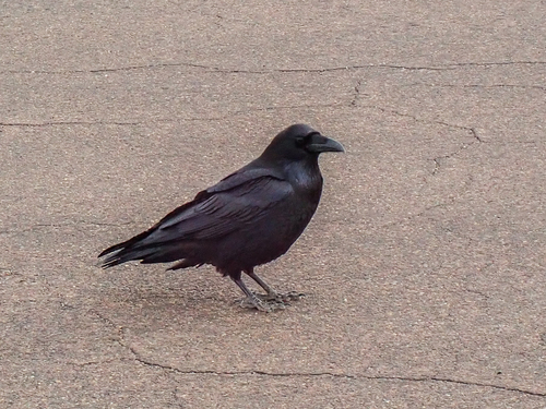 iNaturalist observation 2025-12-03