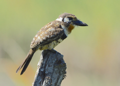 Hypnelus ruficollis