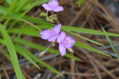 Callisia graminea