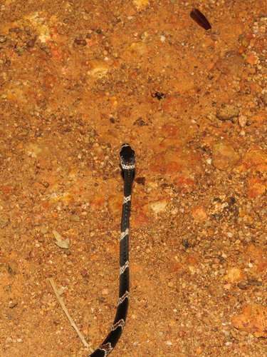 Catesby's Snail-eater