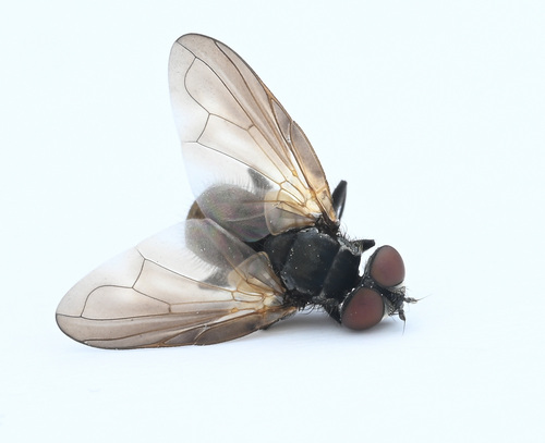 Phasia robertsonii