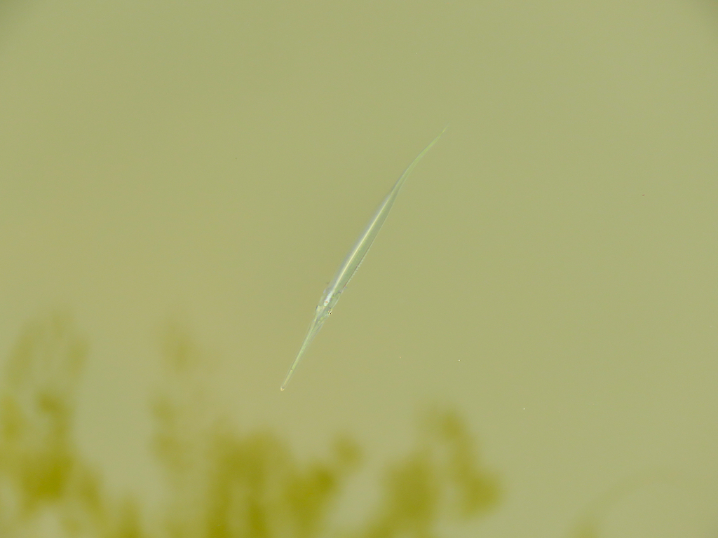 Eigenmann's Needlefish