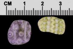 Mesocentrotus franciscanus