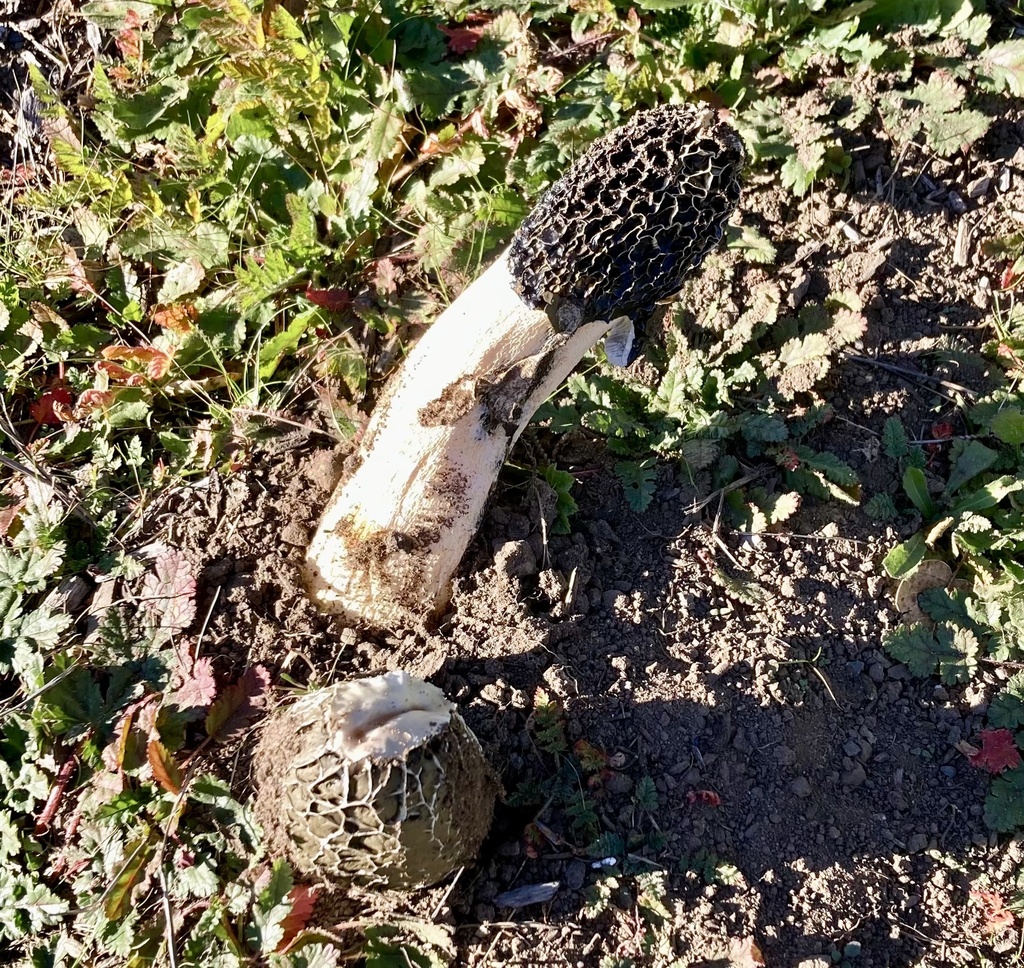 Phallus hadriani · December 2025 · photo: © tmatt (iNaturalist, cc-by)