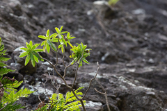 Robinsonia masafuerae