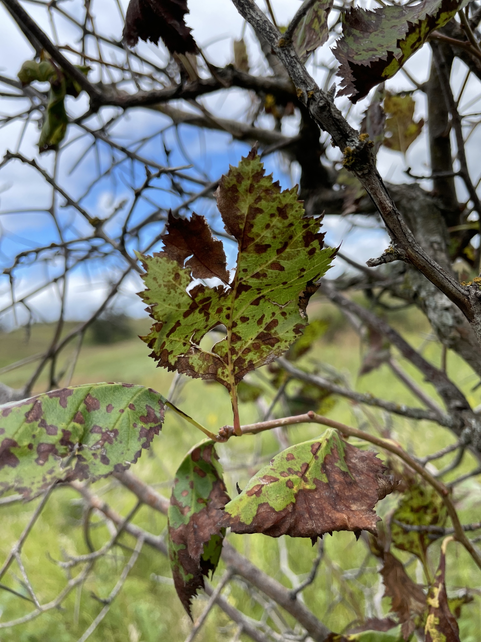 Fireberry Hawthorn (Crataegus chrysocarpa)