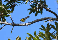 Myioborus ornatus