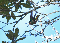 Coeligena bonapartei