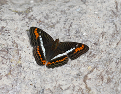 Adelpha corcyra