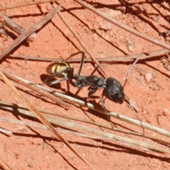 Camponotus auriventris