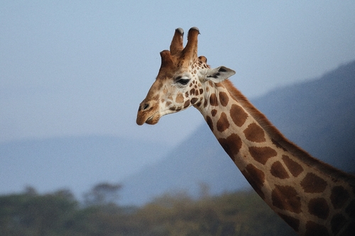 Giraffe