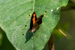 Catonephele nyctimus