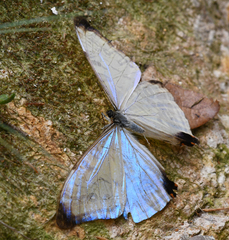 Morpho sulkowskyi