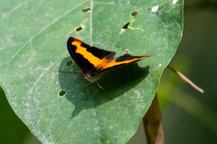 Catonephele nyctimus