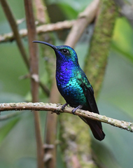 Campylopterus falcatus