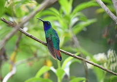 Campylopterus falcatus