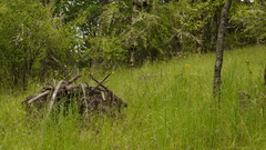 Senecio integerrimus exaltatus