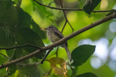 Myiopagis subplacens