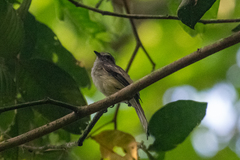 Myiopagis subplacens