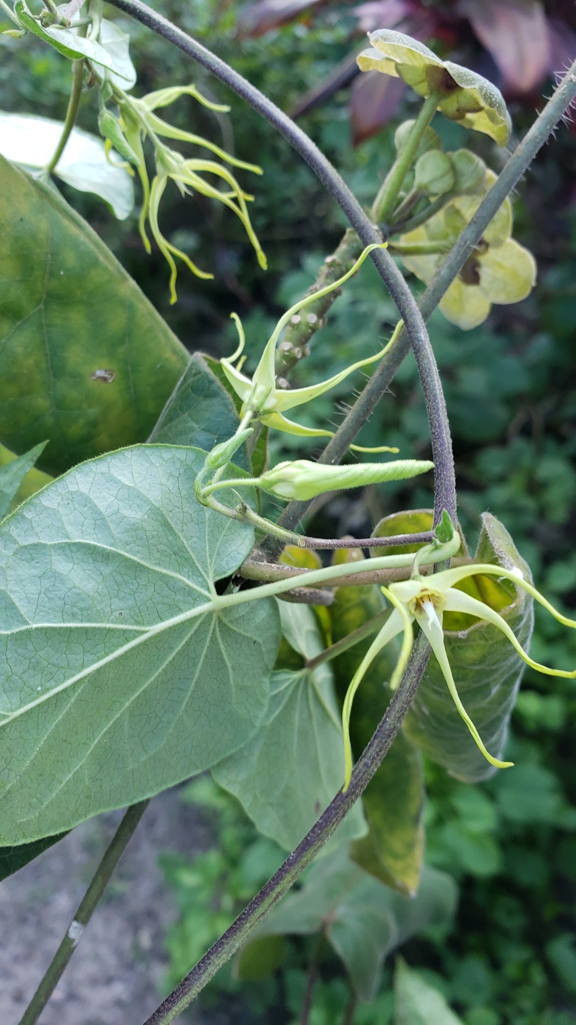 Oxypetalum cordifolium