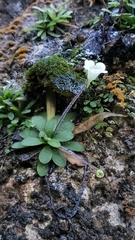 Pinguicula robertiana