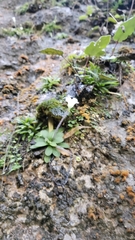 Pinguicula robertiana