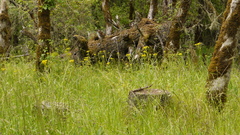 Senecio integerrimus exaltatus