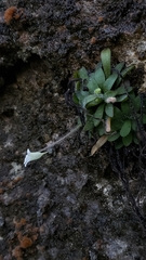 Pinguicula robertiana