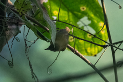 Euscarthmus fulviceps